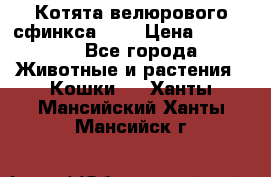 Котята велюрового сфинкса. .. › Цена ­ 15 000 - Все города Животные и растения » Кошки   . Ханты-Мансийский,Ханты-Мансийск г.